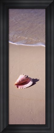 Framed High angle view of a conch shell on the beach, Bahamas Print