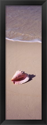 Framed High angle view of a conch shell on the beach, Bahamas Print