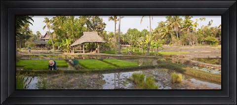 Framed Farmer working in a rice field, Chiang Mai, Thailand Print