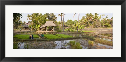 Framed Farmer working in a rice field, Chiang Mai, Thailand Print