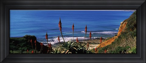 Framed Flowers and plants on the beach, Alvor Beach, Algarve, Portugal Print