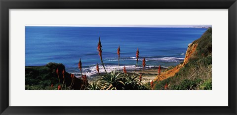 Framed Flowers and plants on the beach, Alvor Beach, Algarve, Portugal Print