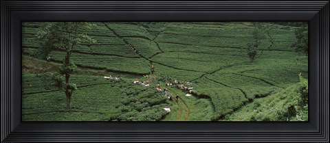 Framed Tea plantation, Java, Indonesia Print