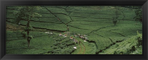 Framed Tea plantation, Java, Indonesia Print