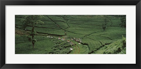 Framed Tea plantation, Java, Indonesia Print