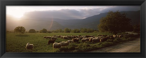 Framed Flock of sheep grazing in a field, Feneos, Corinthia, Peloponnese, Greece Print