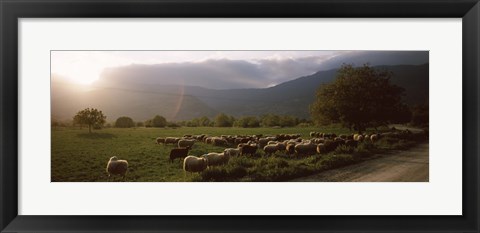 Framed Flock of sheep grazing in a field, Feneos, Corinthia, Peloponnese, Greece Print