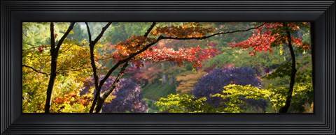 Framed Trees in a garden, Butchart Gardens, Victoria, Vancouver Island, British Columbia, Canada Print