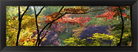 Framed Trees in a garden, Butchart Gardens, Victoria, Vancouver Island, British Columbia, Canada Print