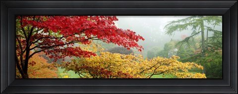 Framed Red &amp; Yellow Trees in Butchart Gardens, Vancouver Island, British Columbia, Canada Print