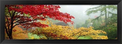 Framed Red &amp; Yellow Trees in Butchart Gardens, Vancouver Island, British Columbia, Canada Print