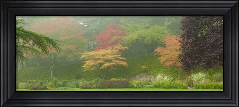 Framed Colored Trees in Butchart Gardens, Vancouver Island, British Columbia, Canada Print