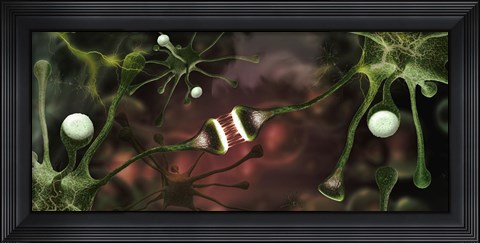 Framed Microscopic image of brain neurons Print