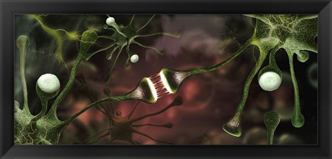 Framed Microscopic image of brain neurons Print