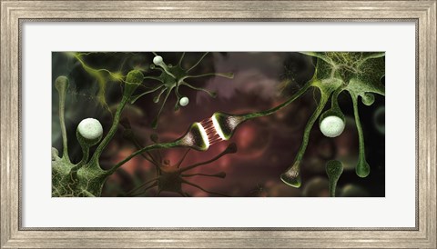 Framed Microscopic image of brain neurons Print