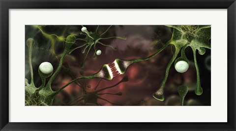 Framed Microscopic image of brain neurons Print