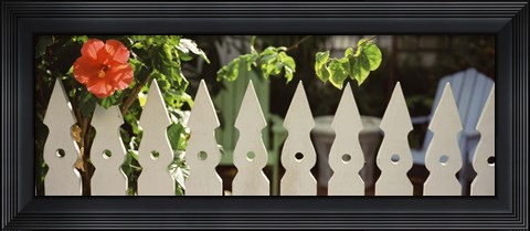 Framed White picket fence and red hibiscus flower along Whitehead Street, Key West, Monroe County, Florida, USA Print