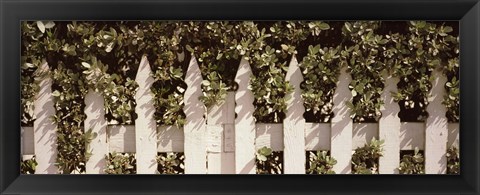 Framed White picket fence surrounded by bushes along Truman Avenue, Key West, Monroe County, Florida, USA Print