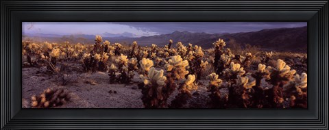 Framed Cholla Cactus in a desert, California, USA Print