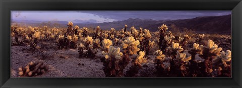 Framed Cholla Cactus in a desert, California, USA Print