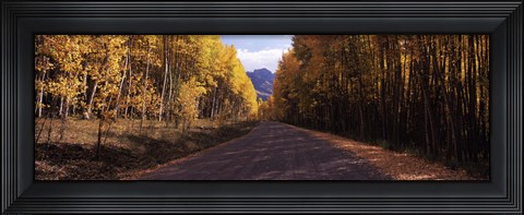 Framed Trees both sides of a dirt road, Jackson Guard Station, Owl Creek Pass, Ridgway, Colorado, USA Print