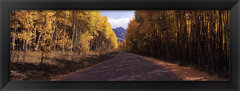 Framed Trees both sides of a dirt road, Jackson Guard Station, Owl Creek Pass, Ridgway, Colorado, USA Print
