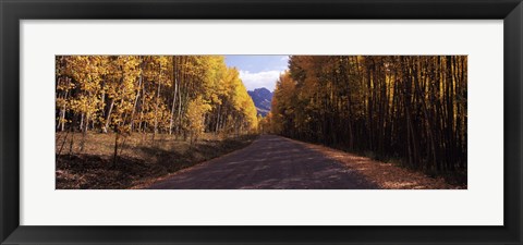 Framed Trees both sides of a dirt road, Jackson Guard Station, Owl Creek Pass, Ridgway, Colorado, USA Print