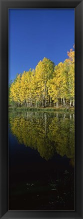 Framed Reflection of Aspen trees in a lake, Colorado, USA Print