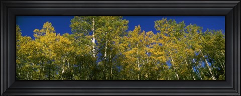Framed Low angle view of trees, Colorado, USA Print