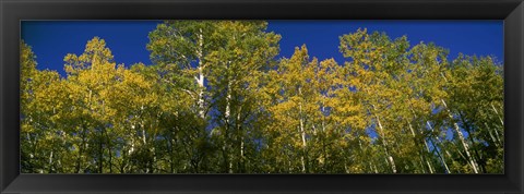 Framed Low angle view of trees, Colorado, USA Print