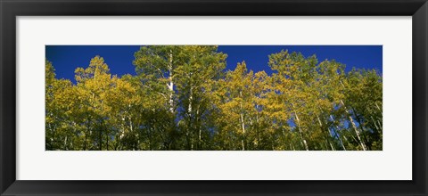 Framed Low angle view of trees, Colorado, USA Print