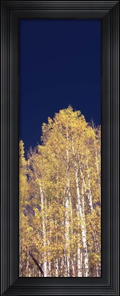 Framed Low angle view of Aspen trees, Colorado, USA Print