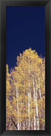 Framed Low angle view of Aspen trees, Colorado, USA Print