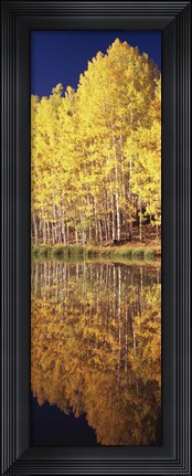 Framed Reflection of Aspen trees in a lake, Telluride, San Miguel County, Colorado, USA Print