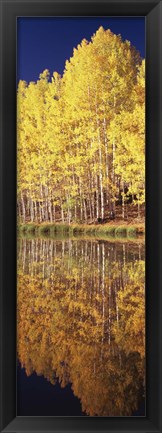 Framed Reflection of Aspen trees in a lake, Telluride, San Miguel County, Colorado, USA Print