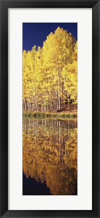 Framed Reflection of Aspen trees in a lake, Telluride, San Miguel County, Colorado, USA Print