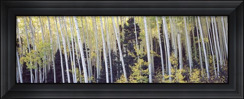 Framed Aspen trees in a forest, Aspen, Pitkin County, Colorado, USA Print