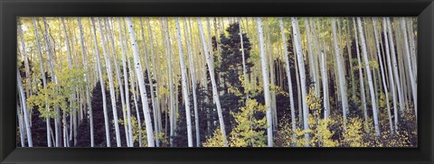 Framed Aspen trees in a forest, Aspen, Pitkin County, Colorado, USA Print