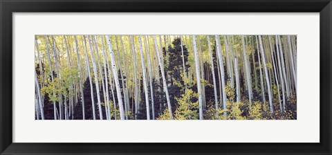 Framed Aspen trees in a forest, Aspen, Pitkin County, Colorado, USA Print