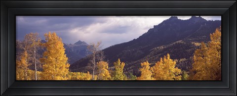 Framed Trees in a forest, U.S. Route 550, Jackson Guard Station, Colorado, USA Print