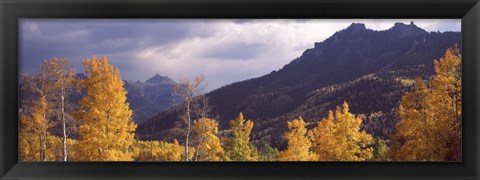 Framed Trees in a forest, U.S. Route 550, Jackson Guard Station, Colorado, USA Print