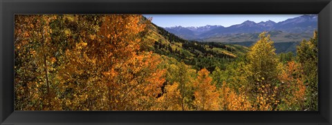 Framed Forest, Silverton, San Juan County, Colorado, USA Print