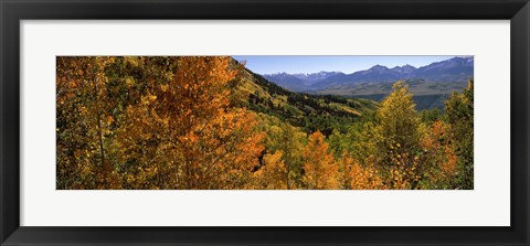 Framed Forest, Silverton, San Juan County, Colorado, USA Print