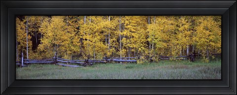 Framed Forest, State Highway 62, Ridgway, Colorado Print