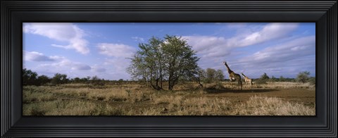Framed Female giraffe with its calf on the bush savannah, Kruger National Park, South Africa Print