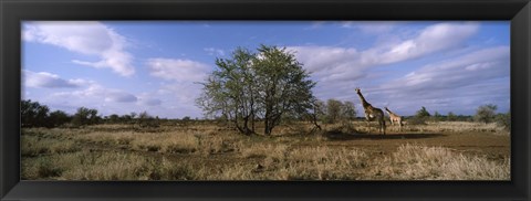 Framed Female giraffe with its calf on the bush savannah, Kruger National Park, South Africa Print