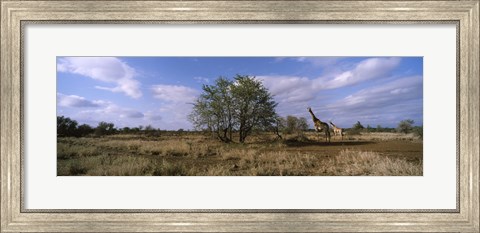 Framed Female giraffe with its calf on the bush savannah, Kruger National Park, South Africa Print
