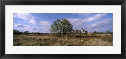 Framed Female giraffe with its calf on the bush savannah, Kruger National Park, South Africa Print