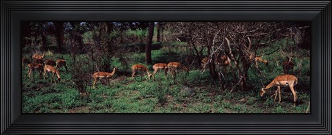 Framed Herd of impalas (Aepyceros Melampus) grazing in a forest, Kruger National Park, South Africa Print