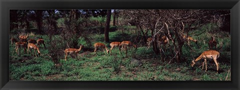 Framed Herd of impalas (Aepyceros Melampus) grazing in a forest, Kruger National Park, South Africa Print